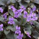 Viola labradorica 'Purpurea' (riviniana 'Purp')