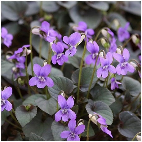 Viola labradorica 'Purpurea' (riviniana 'Purp')