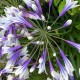 Agapanthus x 'Fireworks'