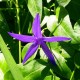 Vinca major var. oxiloba