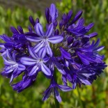 Agapanthus x 'Northern Star'