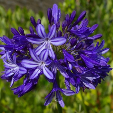 Agapanthus x 'Northern Star'