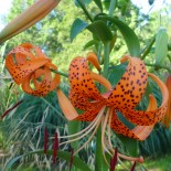 Lilium lancifolium