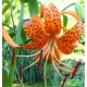 Lilium lancifolium