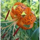 Lilium lancifolium