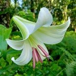 Lilium sargentiae