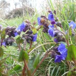 Pulmonaria angustifolia 'Azurea'