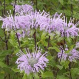 Monarda fistulosa