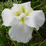 Iris ensata 'Apollo'