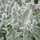 Stachys byzantina 'Sheila McQueen'