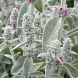 Stachys byzantina 'Sheila McQueen'