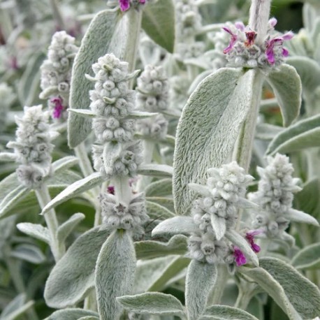 Stachys byzantina 'Sheila McQueen'