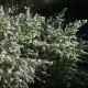 Aster ericoides 'Schneetanne'