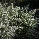 Aster ericoides 'Schneetanne'