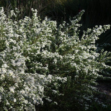 Aster ericoides 'Schneetanne'