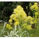 Thalictrum flavum