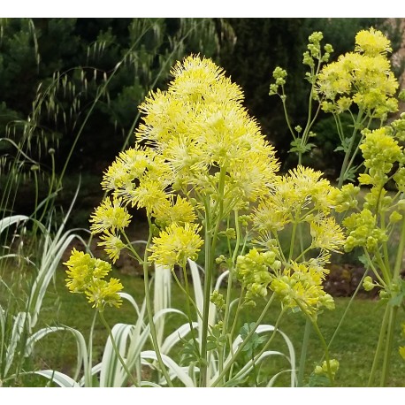 Thalictrum flavum