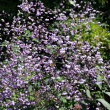 Thalictrum delavayi 'Splendide'