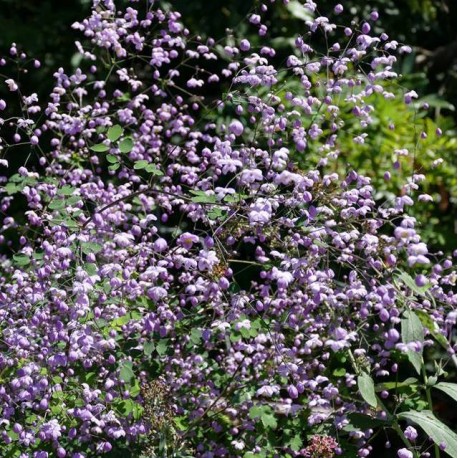 Thalictrum delavayi 'Splendide'