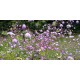 Thalictrum delavayi 'Splendide'