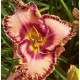 Hemerocallis 'Never Ending Grace'
