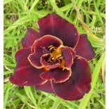 Hemerocallis 'Ezekiel'