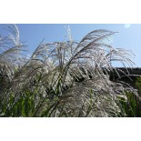 Miscanthus x 'Memory'