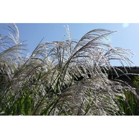 Miscanthus x 'Memory'