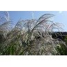 Miscanthus x 'Memory'