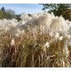 Miscanthus x 'Memory'