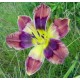 Hemerocallis 'Kaleidoscope Puzzle'