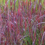Andropogon gerardii 'Red October'