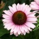 Echinacea purpurea 'Sunseekers Salmon'