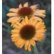 Echinacea purpurea 'Big Kahuna'