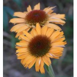 Echinacea purpurea 'Big Kahuna'
