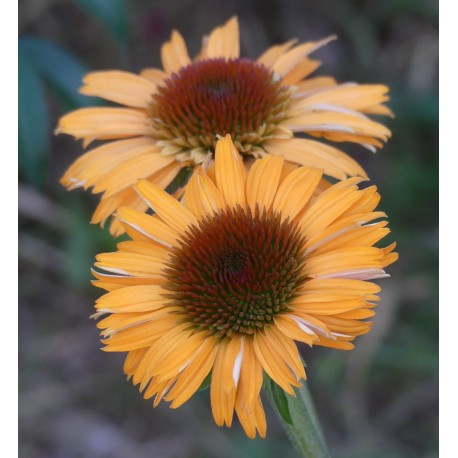 Echinacea purpurea 'Big Kahuna'