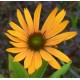 Echinacea purpurea 'Big Kahuna'