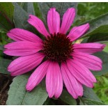 Echinacea purpurea 'Sunseekers Purpelicious'