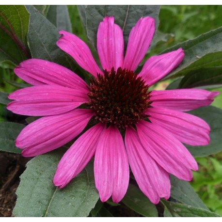 Echinacea purpurea 'Sunseekers Purpelicious'