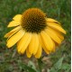 Echinacea purpurea 'Sunseekers Yellow'