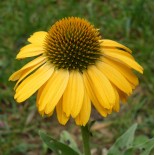 Echinacea purpurea 'Sunseekers Yellow'