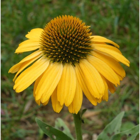 Echinacea purpurea 'Sunseekers Yellow'