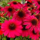 Echinacea purpurea 'Sombrero Tres Amigos'