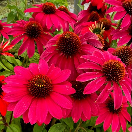 Echinacea purpurea 'Sombrero Tres Amigos'