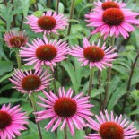 Echinacea purpurea 'Pica Bella'