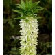 Eucomis comosa