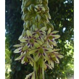 Eucomis bicolor