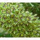 Eucomis bicolor