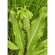 Eucomis bicolor