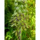 Eucomis bicolor